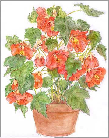Flowering Maple / Abutilon Print image