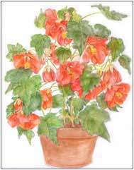 Abutilon / Flowering Maple Print